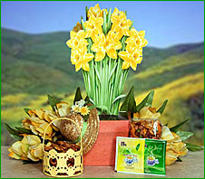 Daffodils Gift Box